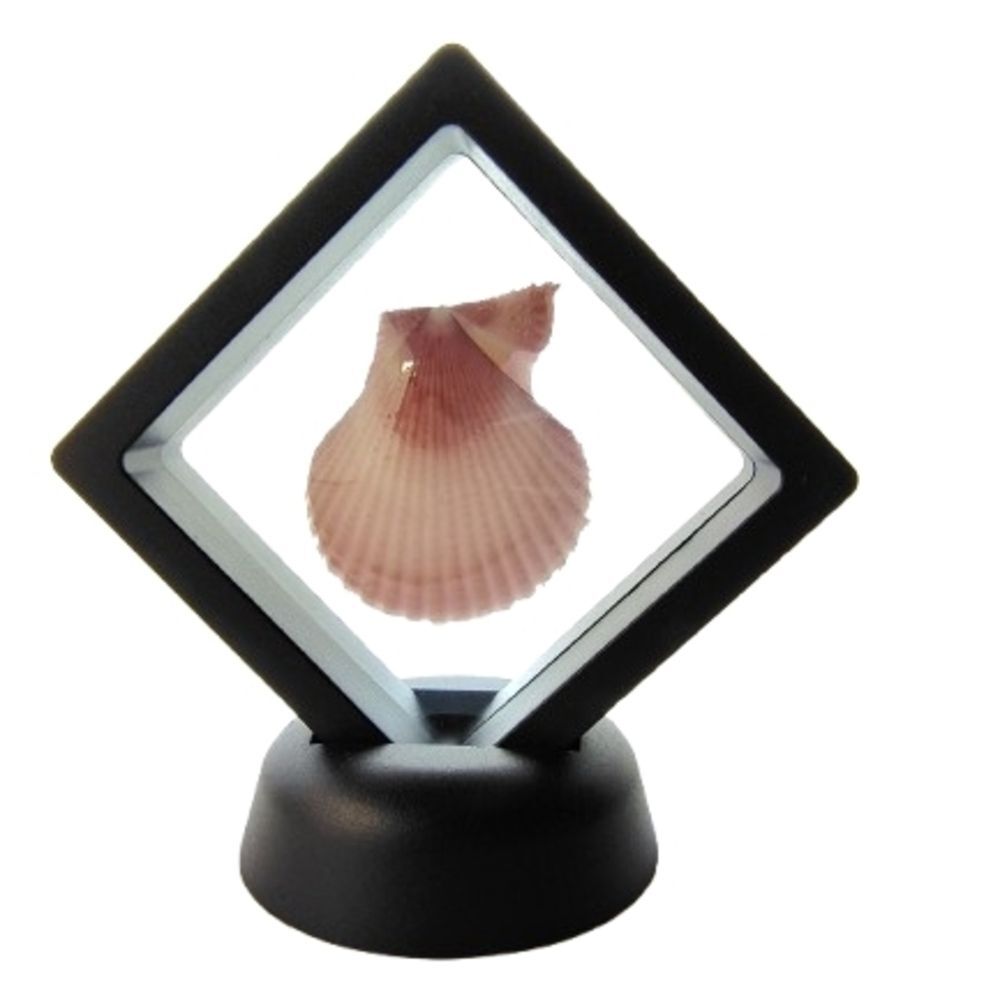Pink Seashell Display Case 2.75x2.75